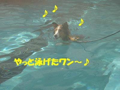 ダメ犬合宿その4・楽しかったワン♪_e0195743_414355.jpg