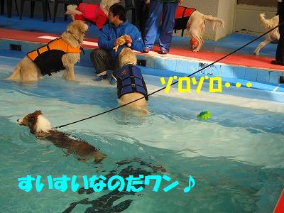 ダメ犬合宿その4・楽しかったワン♪_e0195743_415446.jpg