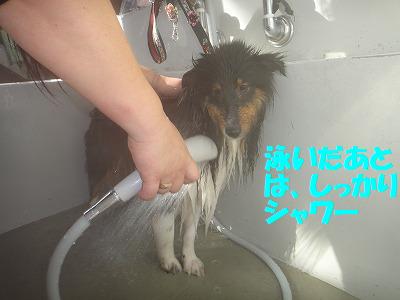 ダメ犬合宿その4・楽しかったワン♪_e0195743_421342.jpg