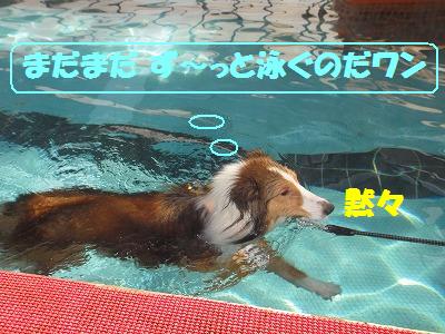ダメ犬合宿その4・楽しかったワン♪_e0195743_422584.jpg