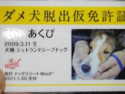 ダメ犬合宿その4・楽しかったワン♪_e0195743_429599.jpg