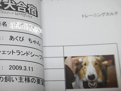 ダメ犬合宿その4・楽しかったワン♪_e0195743_441723.jpg