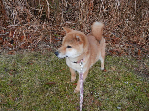 2月8日(火)今日の遼君は・・・?_f0060461_22151093.jpg