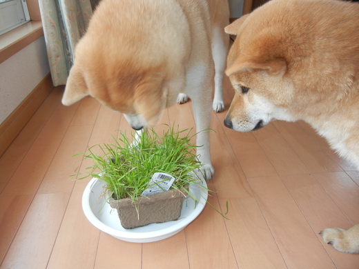 2月8日(火)今日の遼君は・・・?_f0060461_22194529.jpg