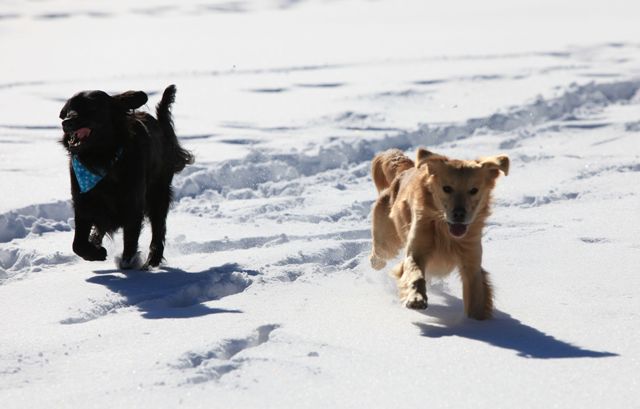 2011　雪遊び　ｉｎ　女神湖　_c0134862_8354462.jpg