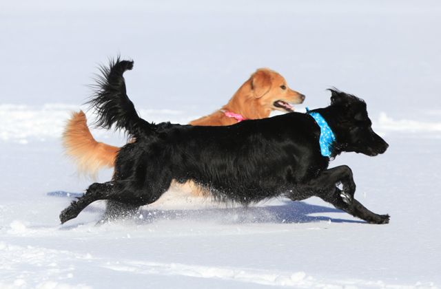 2011　雪遊び　ｉｎ　女神湖　_c0134862_8384435.jpg