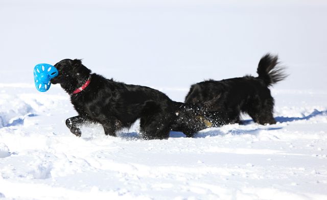 2011　雪遊び　ｉｎ　女神湖　_c0134862_8385524.jpg