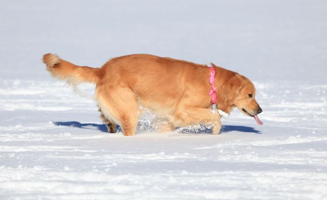 2011　雪遊び　ｉｎ　女神湖　_c0134862_840289.jpg