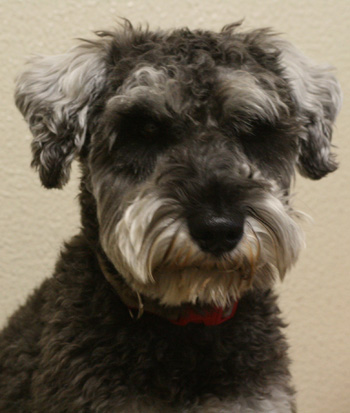 写りの悪い人 犬 あるガラス吹きの徒然日記