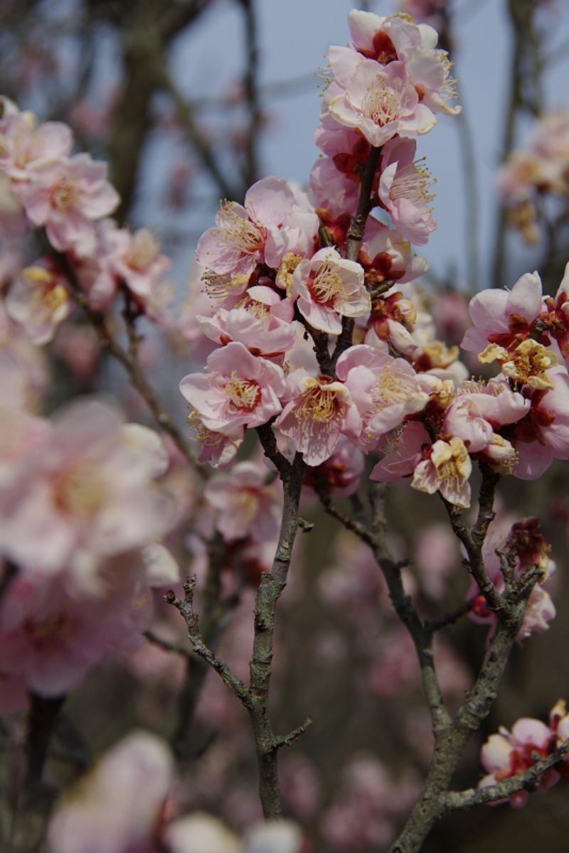 花の文化園　③_e0174074_1838990.jpg