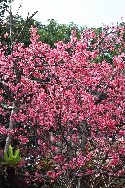 沖縄南城市 奥武島の桜はいまが見ごろで見事 東京下町日常物語 沖縄から東京へ