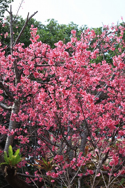 沖縄南城市 奥武島の桜はいまが見ごろで見事 東京下町日常物語 沖縄から東京へ 沖縄南城市 奥武島の桜はいまが見ごろで見事 東京下町日常物語 沖縄から東京へ