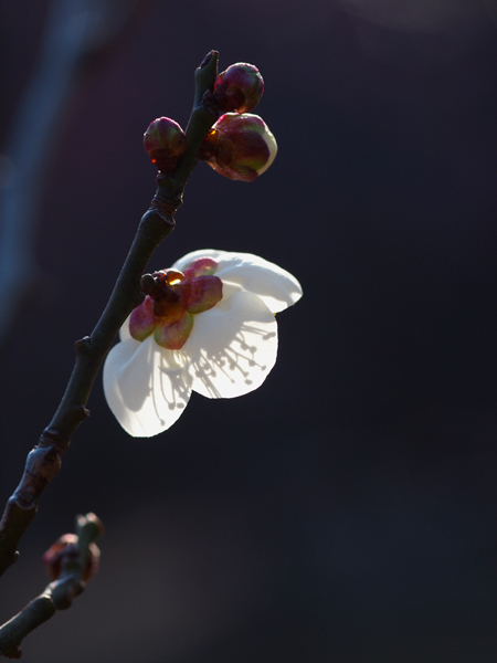 そろそろ春の野草たち_a0161380_21554998.jpg