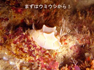 ソフトコーラルを求めて_f0144385_1947164.jpg