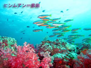 ソフトコーラルを求めて_f0144385_19511683.jpg