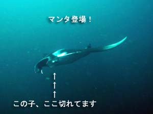 ソフトコーラルを求めて_f0144385_19521024.jpg
