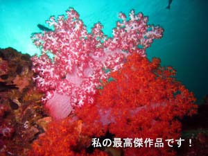 ソフトコーラルを求めて_f0144385_19532458.jpg
