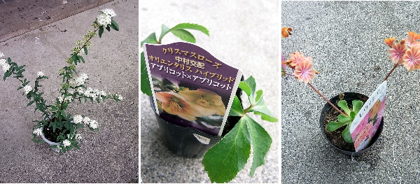 北玄関 半日陰 ガーデニング ひとまず完成 Garakuta Garden