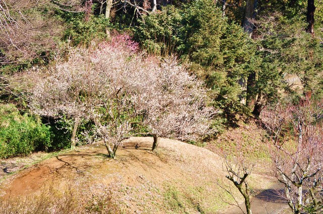 どこかで春が_a0126590_22431526.jpg