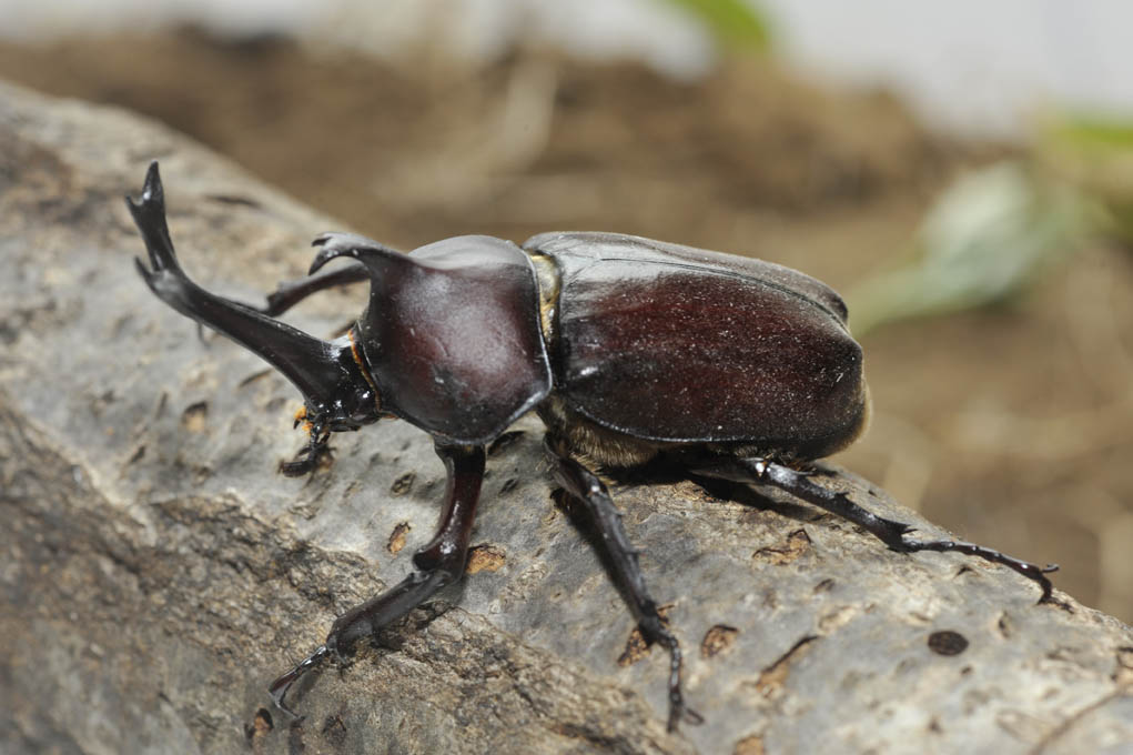 カブトムシを撮った話 自然観察大学ブログ カブトムシを撮った話 自然観察大学ブログ