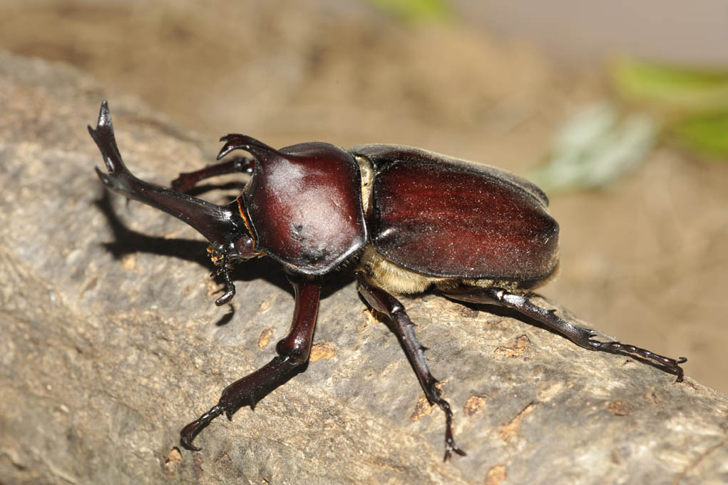 カブトムシを撮った話 自然観察大学ブログ カブトムシを撮った話 自然観察大学ブログ