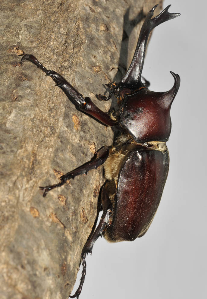 カブトムシを撮った話 自然観察大学ブログ カブトムシを撮った話 自然観察大学ブログ