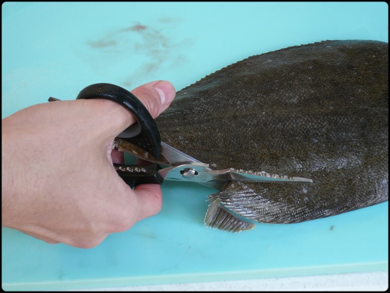 イシガレイの捌き方 魚と野菜と私と和ノ香