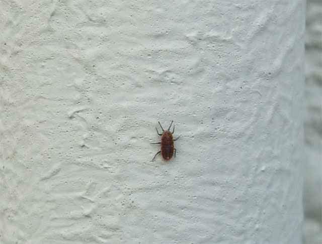 家の外壁 外柱などに何百匹といます 昆虫ブログ むし探検広場