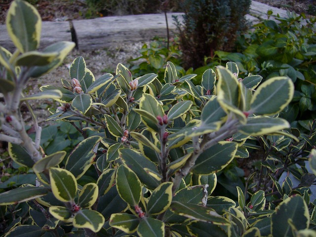 d0172010_20165394.jpg