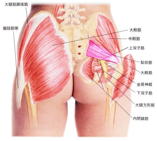 臀筋の鈍痛 _f0178412_21203930.jpg