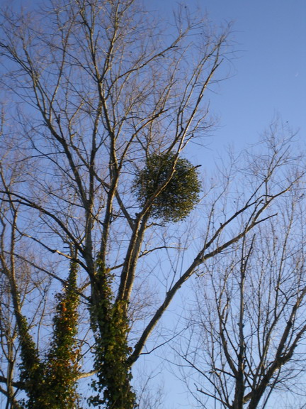 c0124619_8162555.jpg