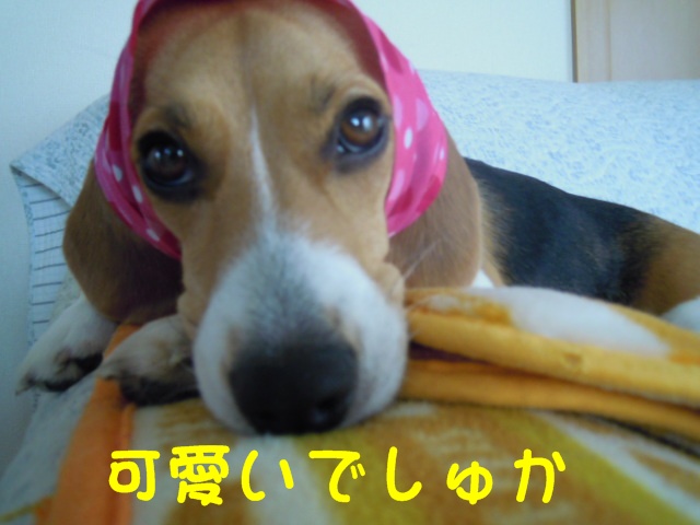 c0166622_933663.jpg