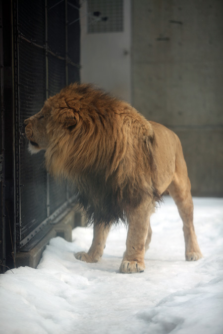 冬のライオン : 動物園放浪記