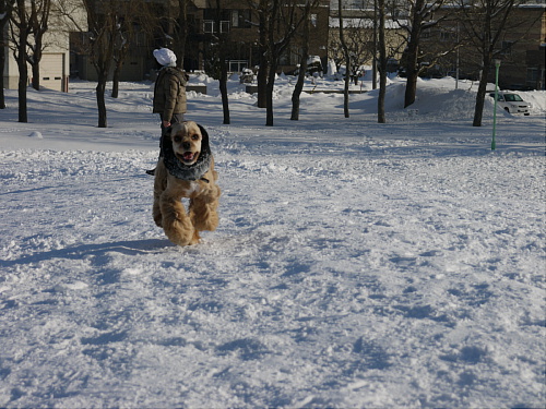 雪遊びサイコー♪_b0176428_10524643.jpg