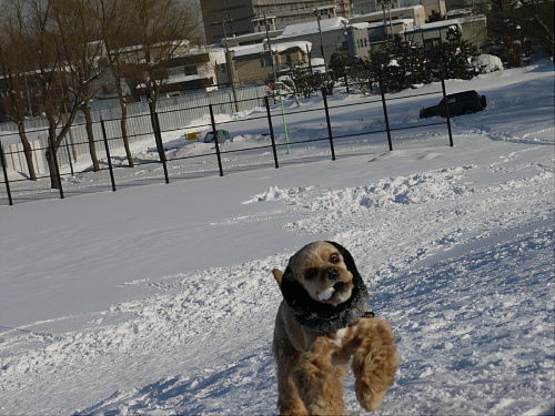 雪遊びサイコー♪_b0176428_10544226.jpg