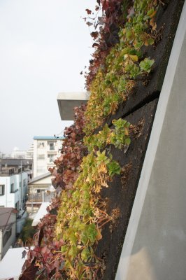 Shiroyama Green Wall　完成現場見学会　その１_d0004728_9415055.jpg