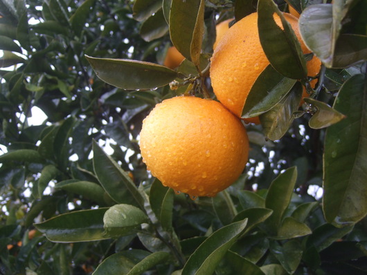 雨で野菜が......元気に......_b0137932_1524546.jpg