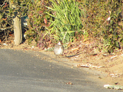 農道を散歩するツグミ Dusky thrush_f0206939_2274669.jpg