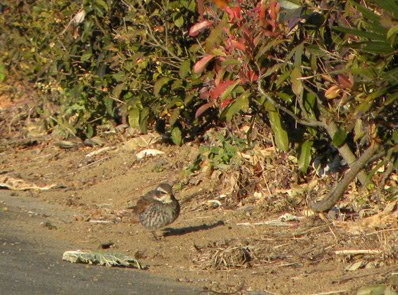 農道を散歩するツグミ Dusky thrush_f0206939_2291332.jpg