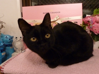 好きなもの猫 しぇるろった編。_a0143140_20565493.jpg