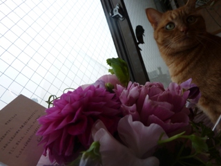 好きなもの猫 しぇるろった編。_a0143140_213367.jpg