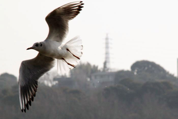 佐鳴湖のカモメ_c0135957_21162323.jpg