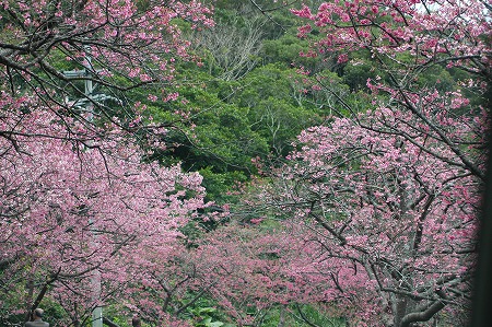 カンピザクラ（寒緋桜）_c0180460_4162491.jpg