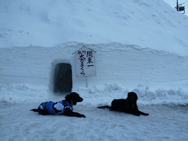 11 冬の雪遊び 谷川岳 オリーブ ジャスミンちの photo diary 11 冬の雪遊び 谷川岳 オリーブ ジャスミンちの photo diary