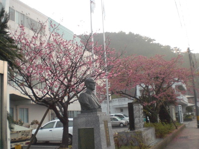 緋寒桜_b0177163_7505780.jpg