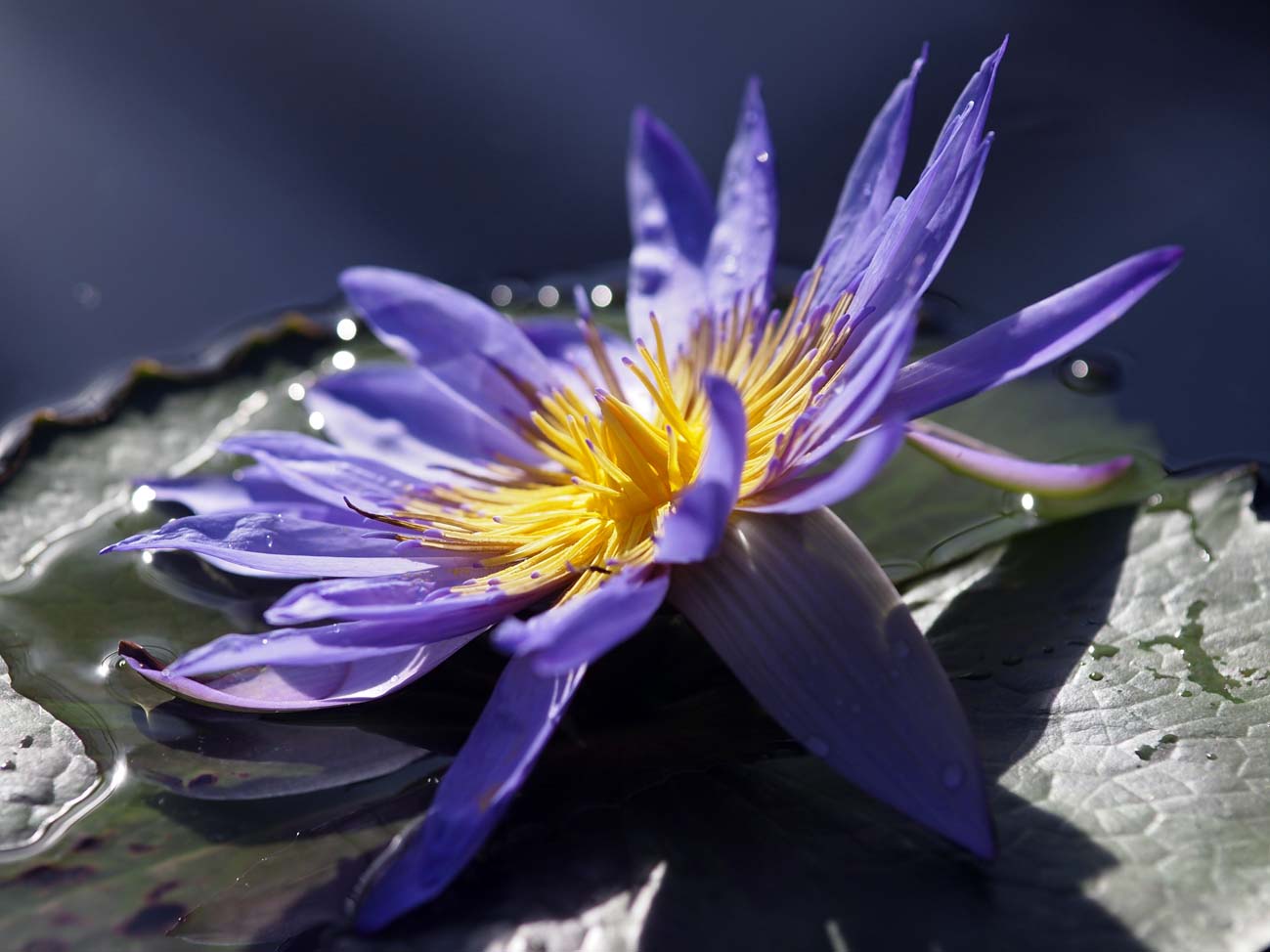 掛川花鳥園の睡蓮　2_a0110584_1915557.jpg