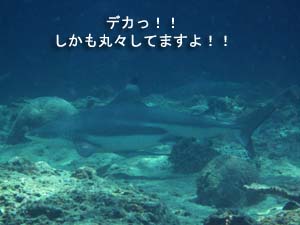 う~ん、最高のダイビング♪_f0144385_2346051.jpg