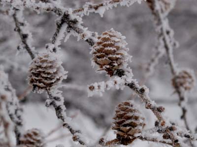 雪景色の朝_e0120896_9133757.jpg