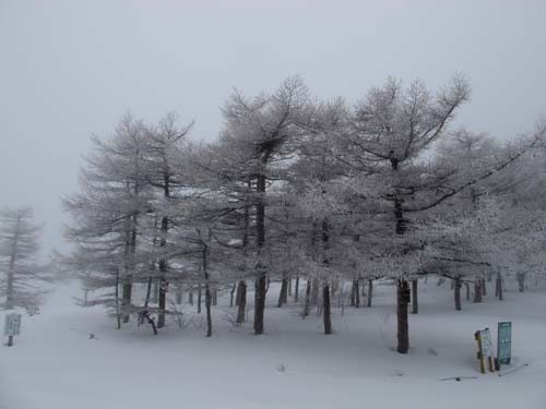 雪景色の朝_e0120896_913621.jpg