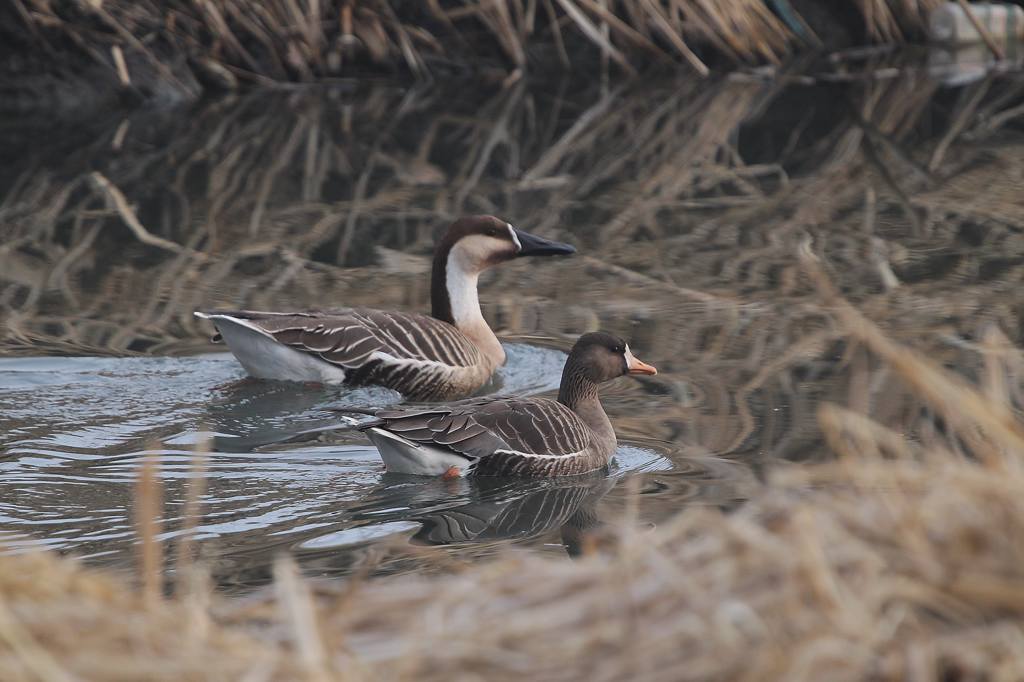 番外 珍鳥サカツラガン&マガン_b0024798_63538.jpg
